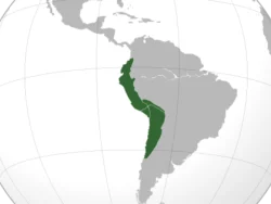 Gótico Andino